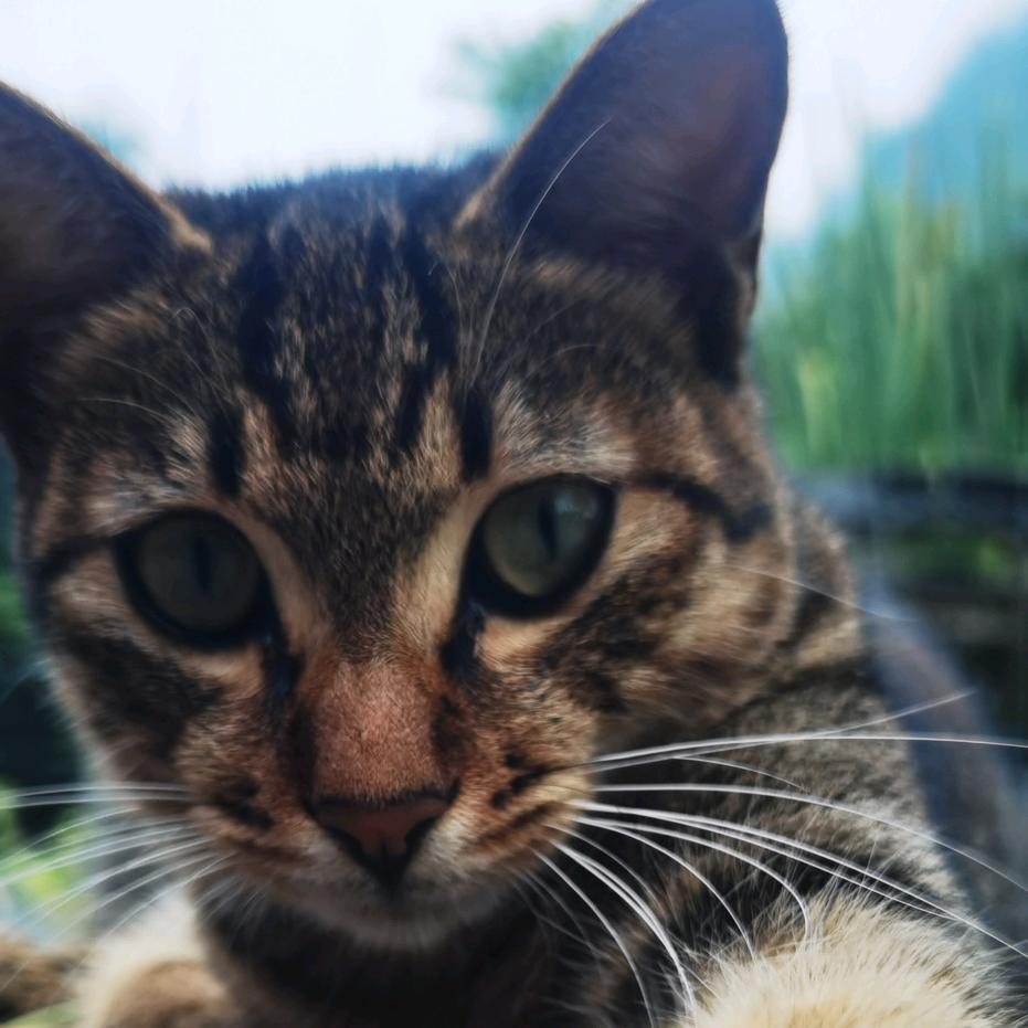 农村来的狸花猫