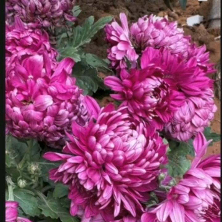 🌅冬🌅日🌅暖🌅阳🌅