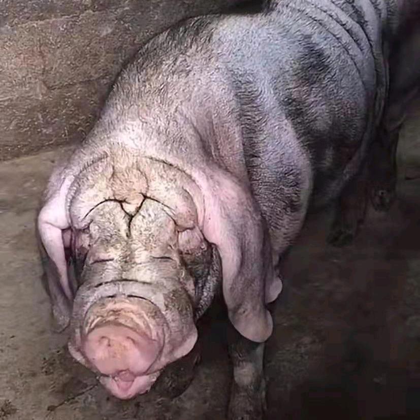 二师兄种猪基地