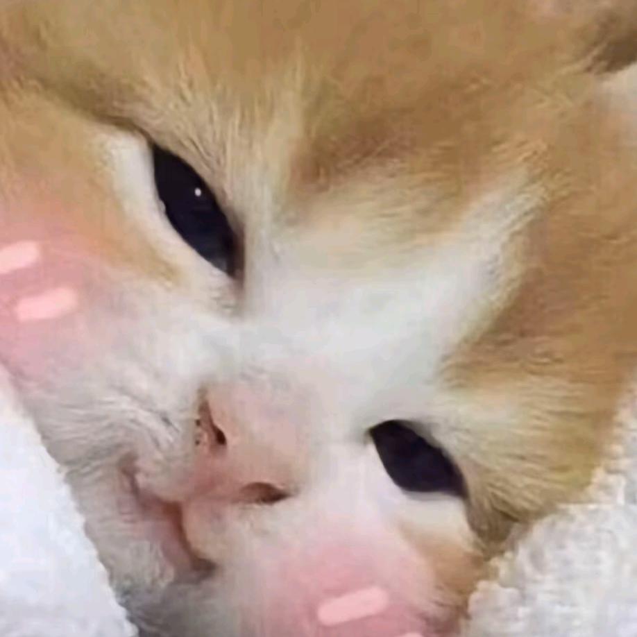 爱吃地三鲜