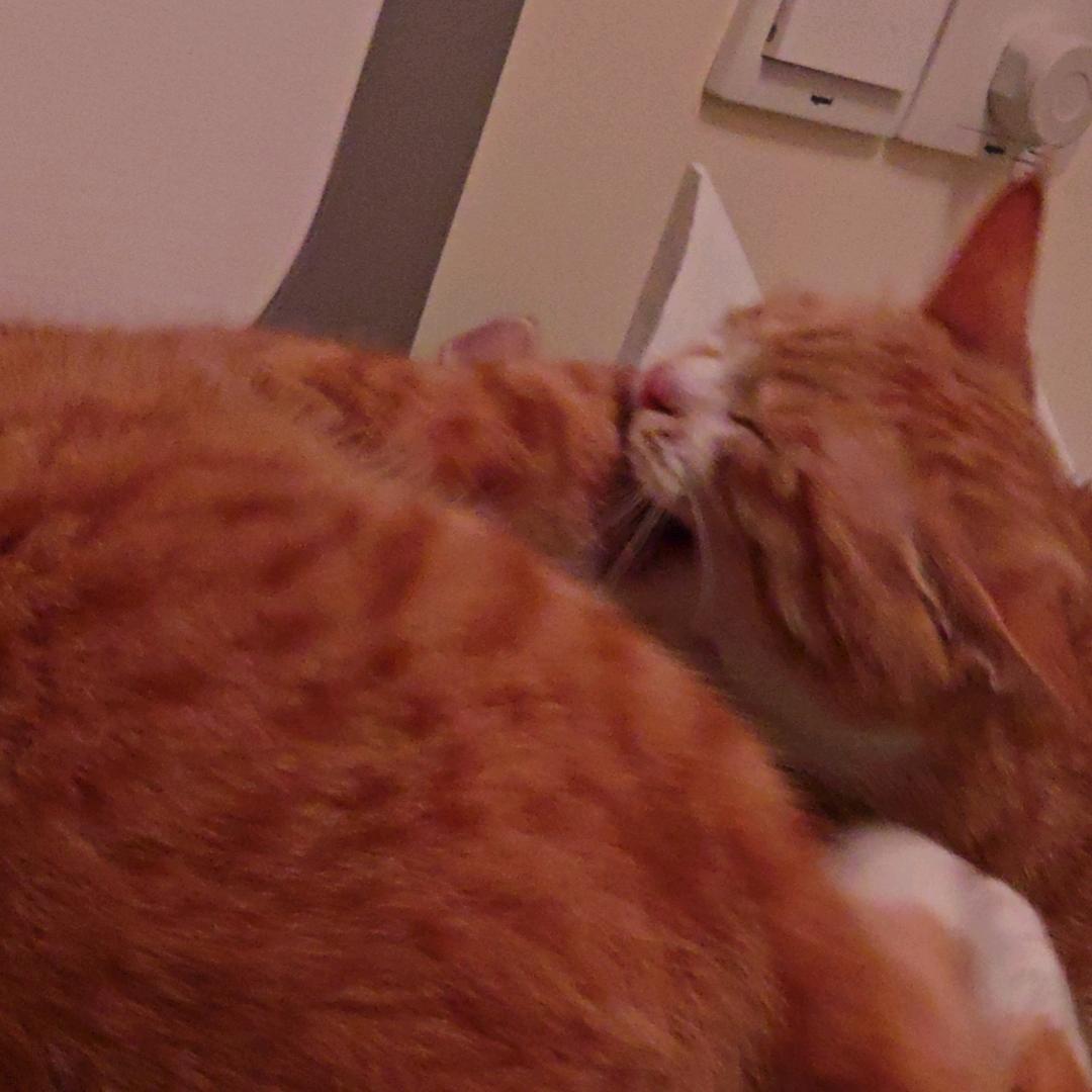 两只猪咪