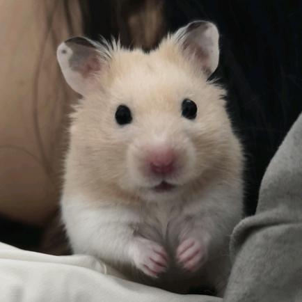 🖕🏻ʕ ᵔᴥᵔ ʔ🖕🏻