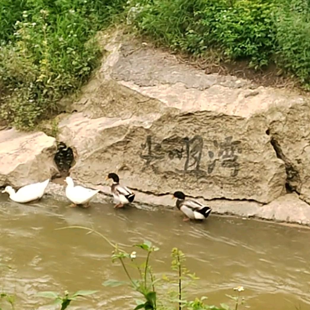 尖咀湾鹅鸭园