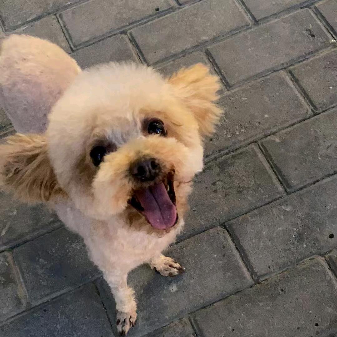 麦克尼