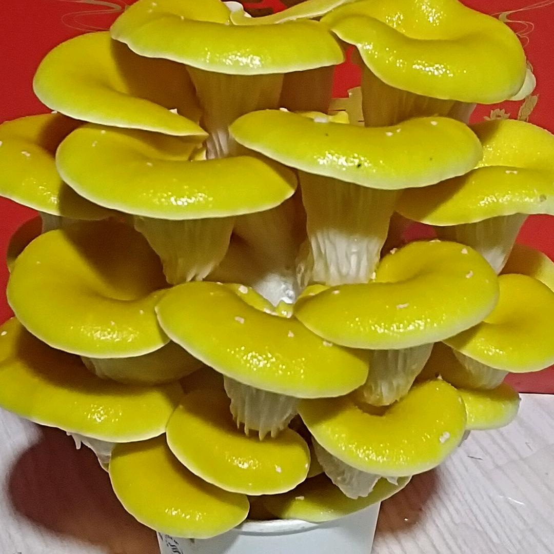 云南金朵朵