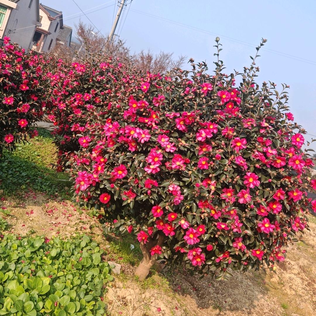 农产品搬运工小何