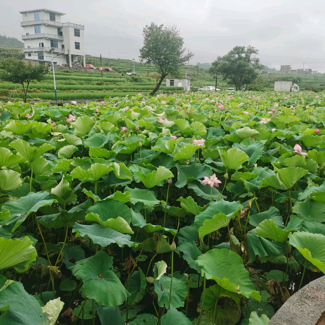 菜鸟觅巢