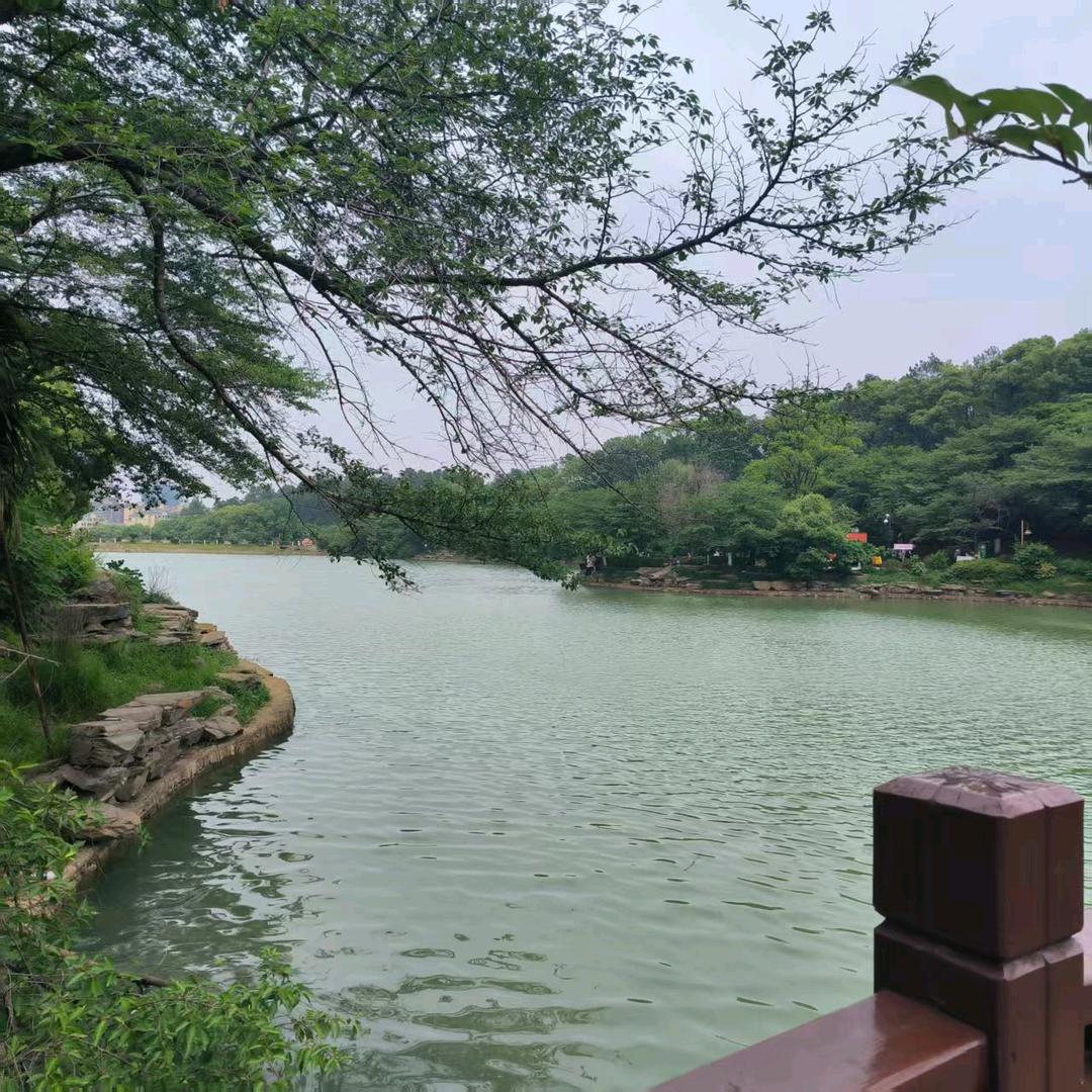 月光下的风
