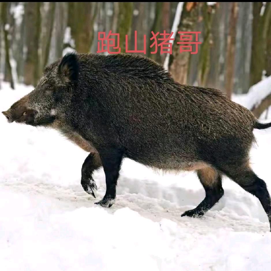 跑山猪哥