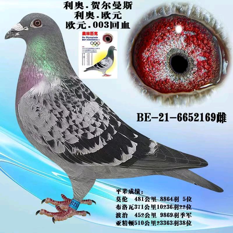 黔进赛鸽