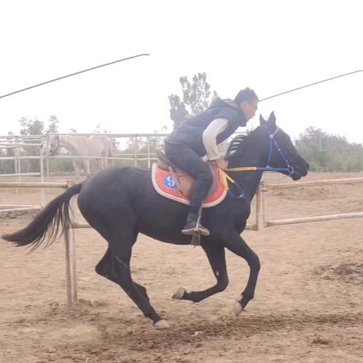 骑不了一点马🐎