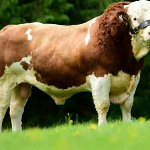 长期收购各种牛🐂