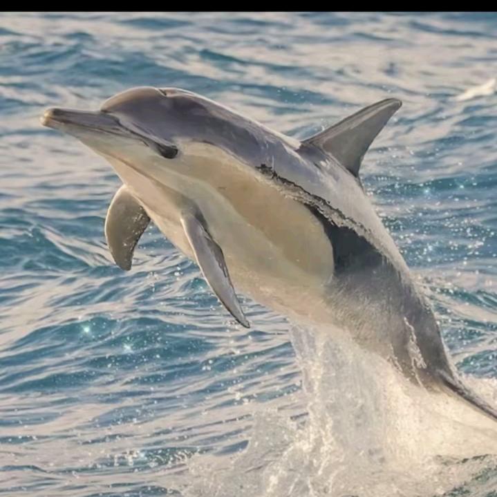 流浪的天蝎