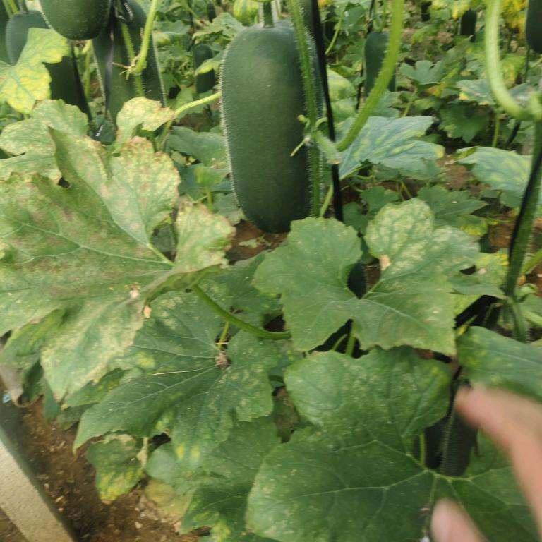 风软一江水