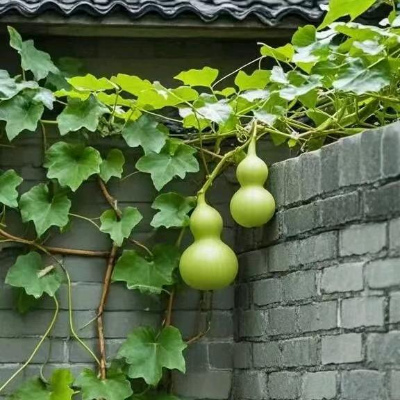 陈林