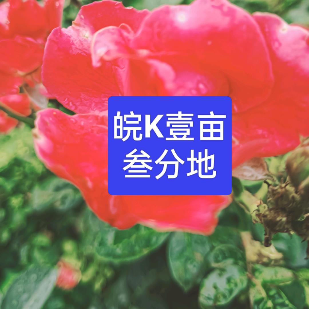 🌺皖K壹亩叁分地