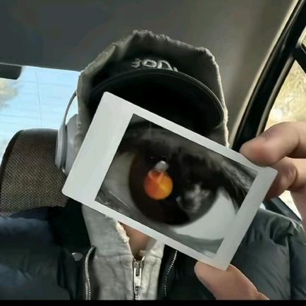 🐟飞鱼当然会飞