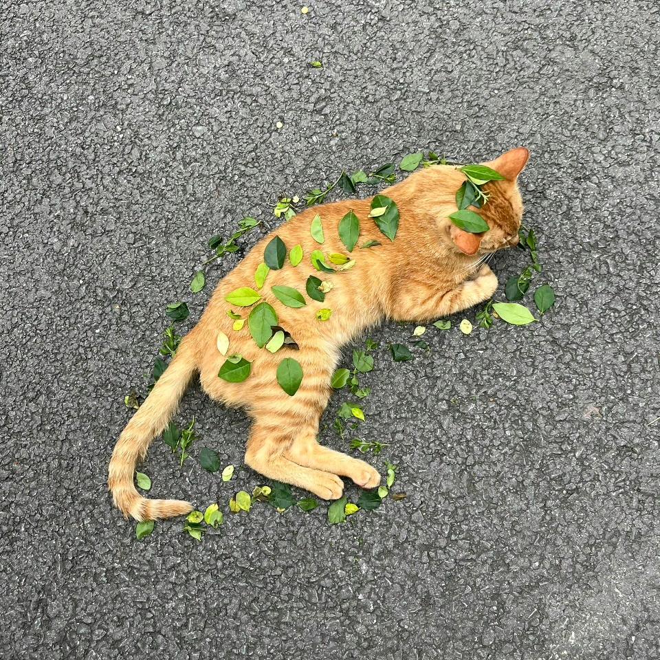 果真的贝