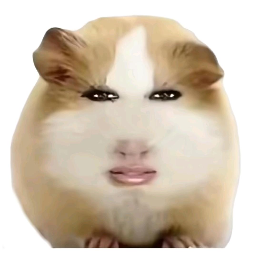 🌚猪妞🆘小香猪👍🆘🙈