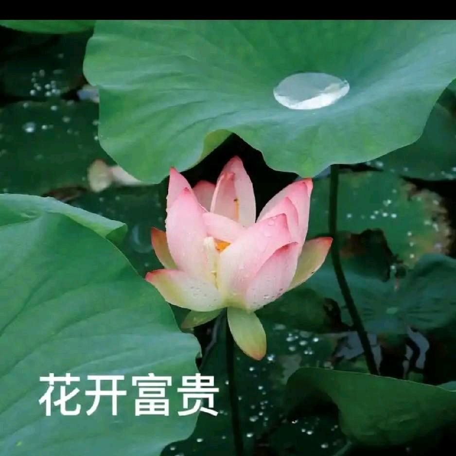 明天会更好123