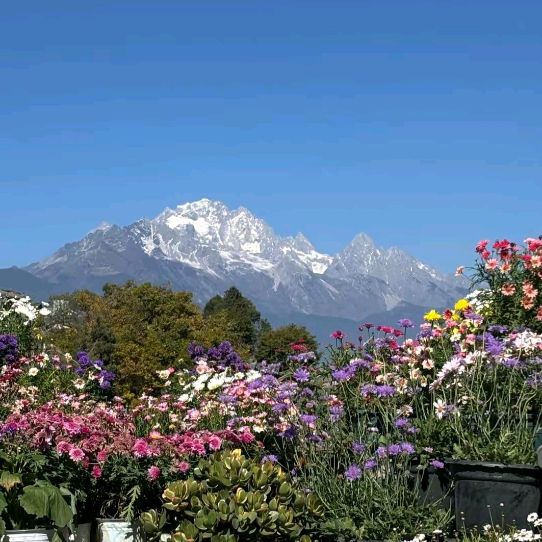 樱花露天观景餐厅娟
