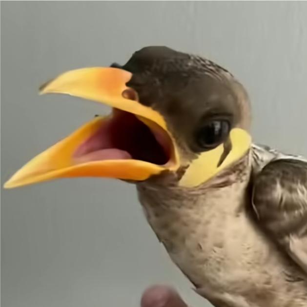 林杰