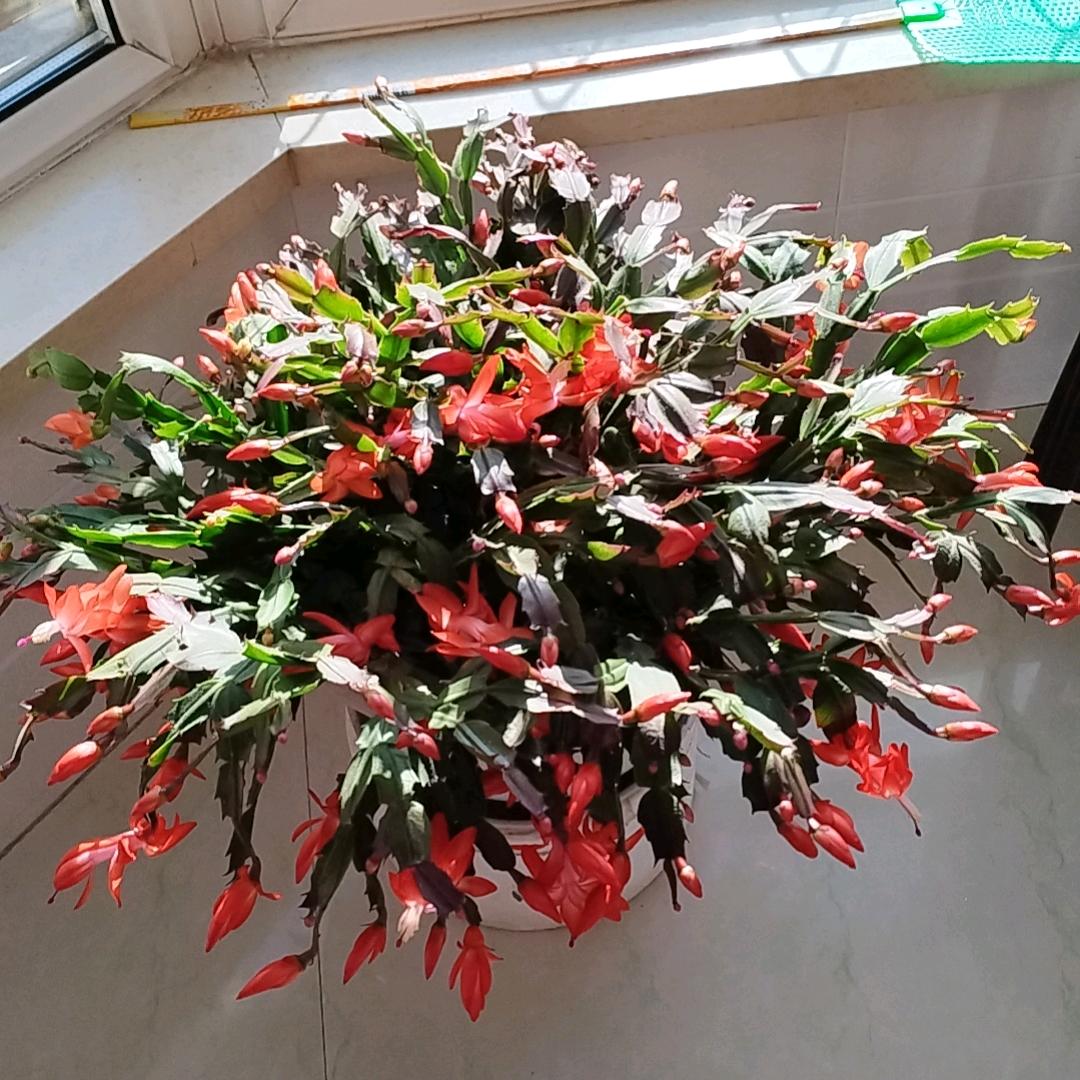 灵芝好物