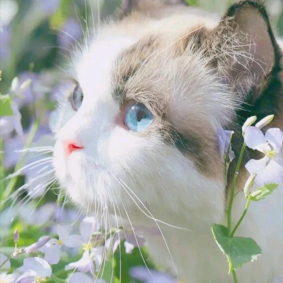 龙猫