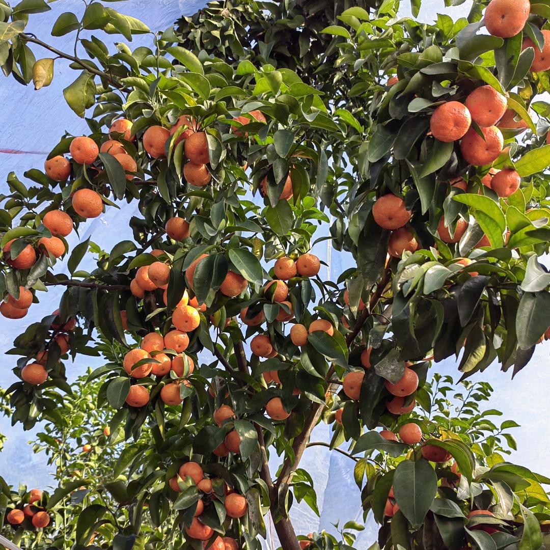 砂糖橘🍊主理人