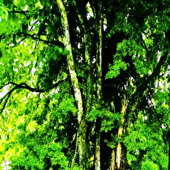 非遗传承，偏瘫康养