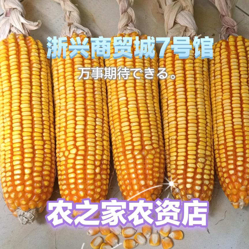 一粒种子☀☀