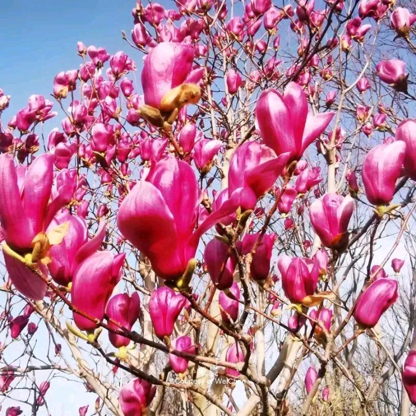 玉兰花