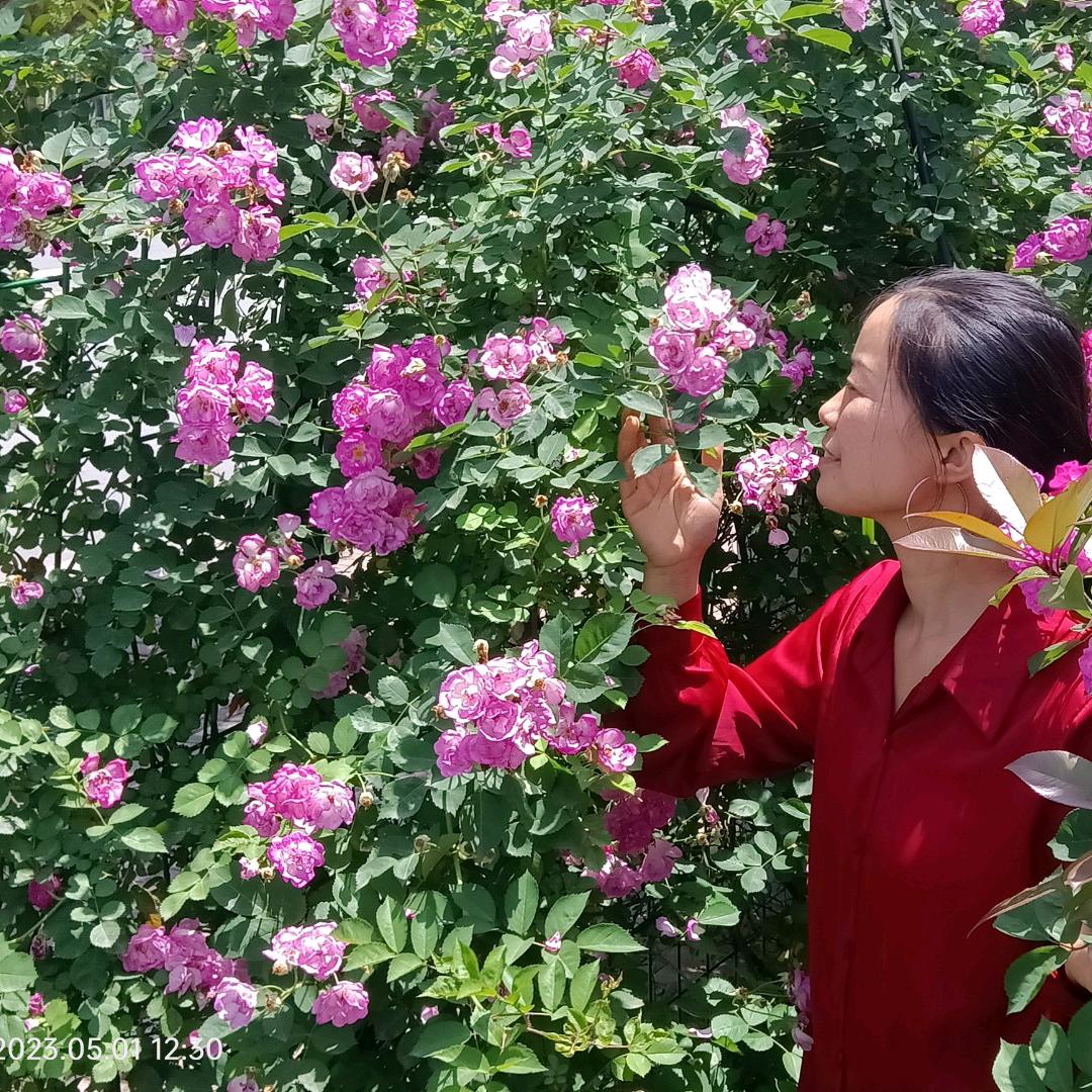 娇阳火火