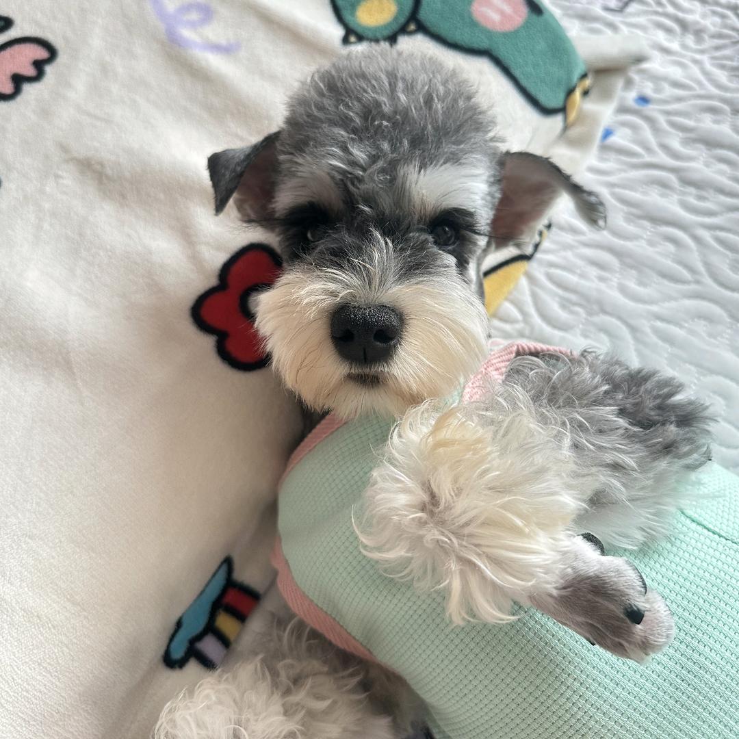 李夏天的一堆猫狗
