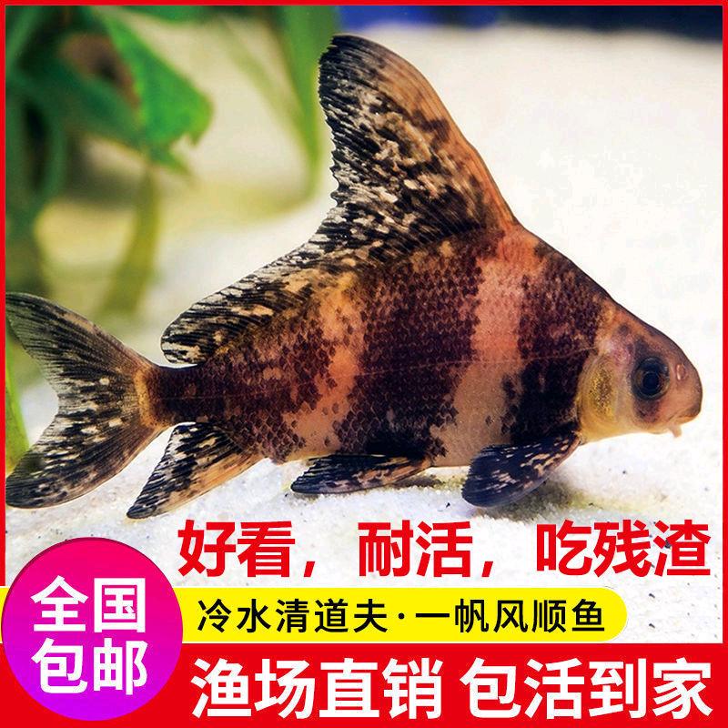 渔百万专业鱼苗养殖