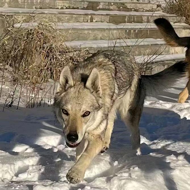 疆北捷克狼犬世家