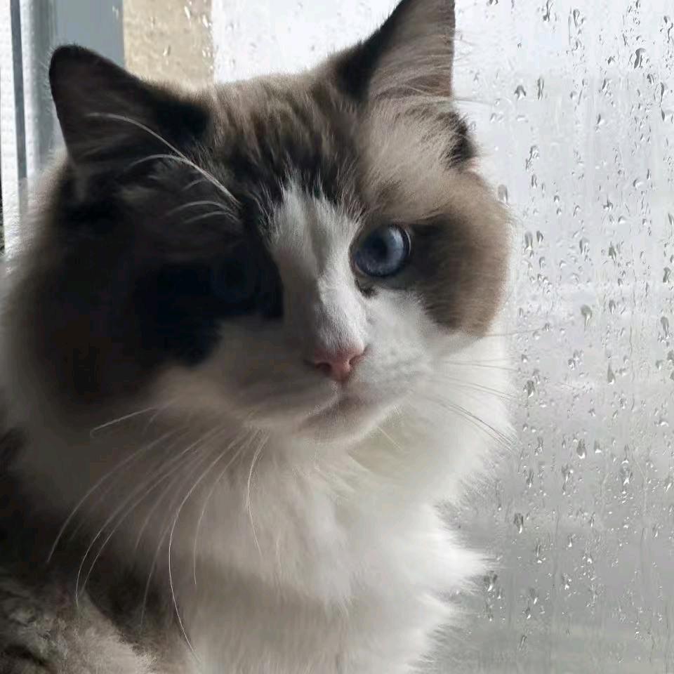小鱼