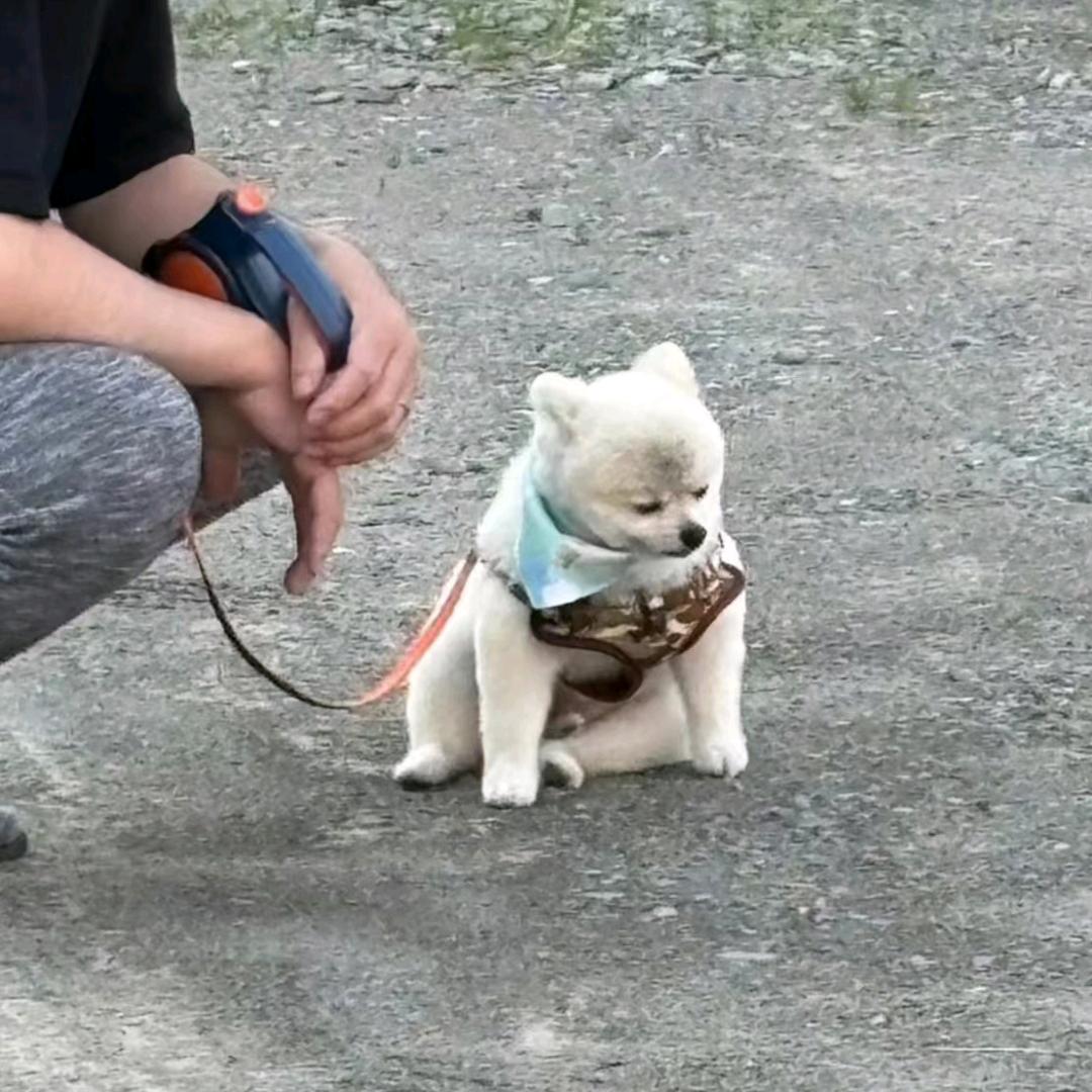灰太狼