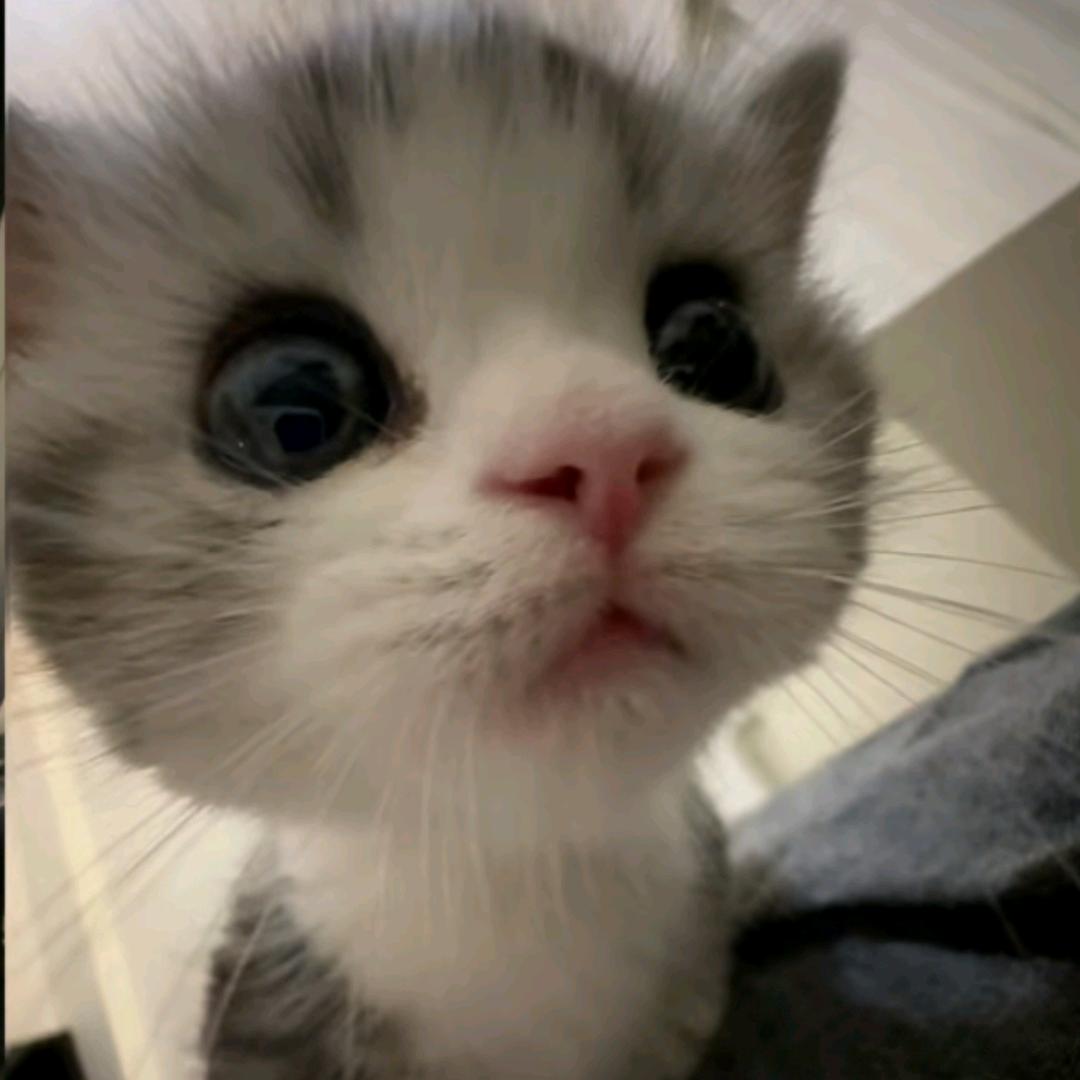梅冻