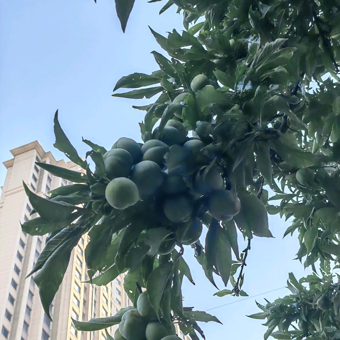 盛夏的果实|ω･)