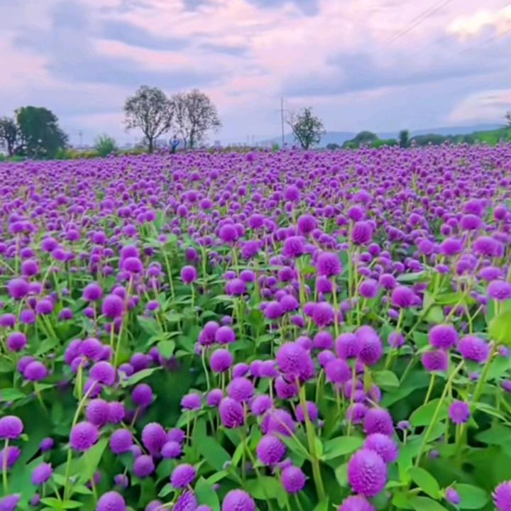 一生顺遂