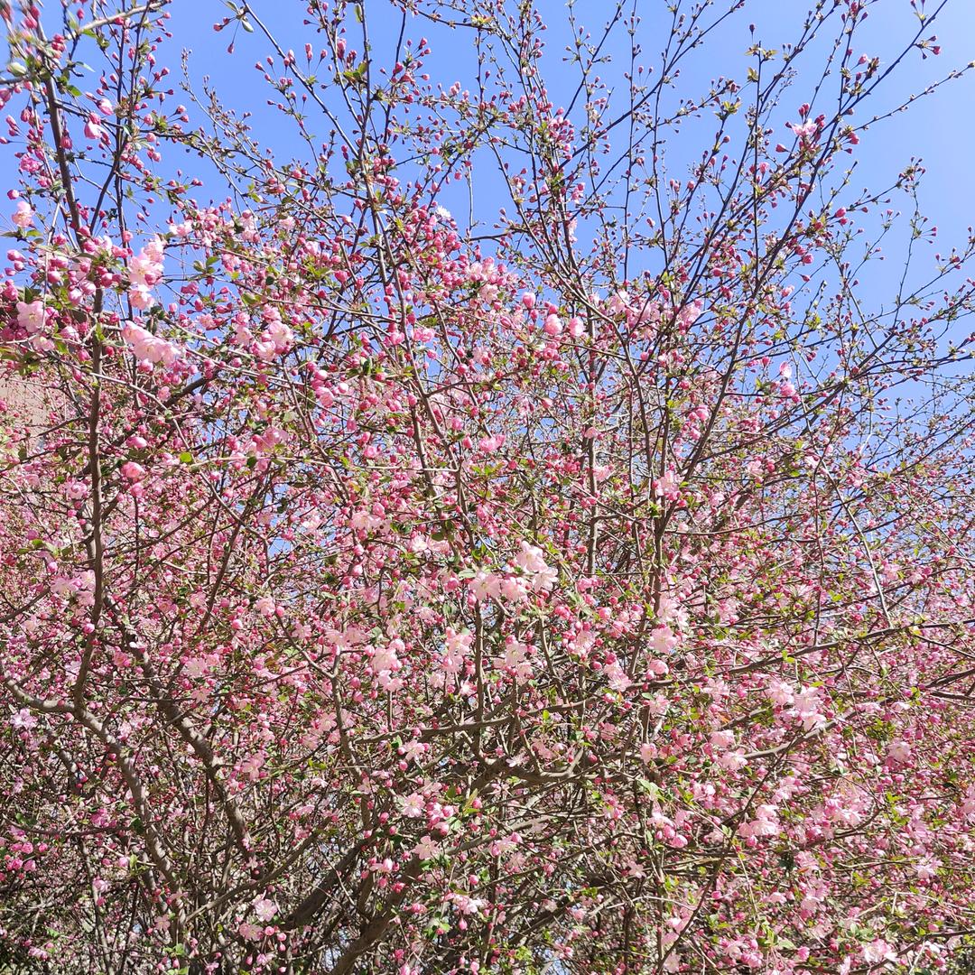 希朵