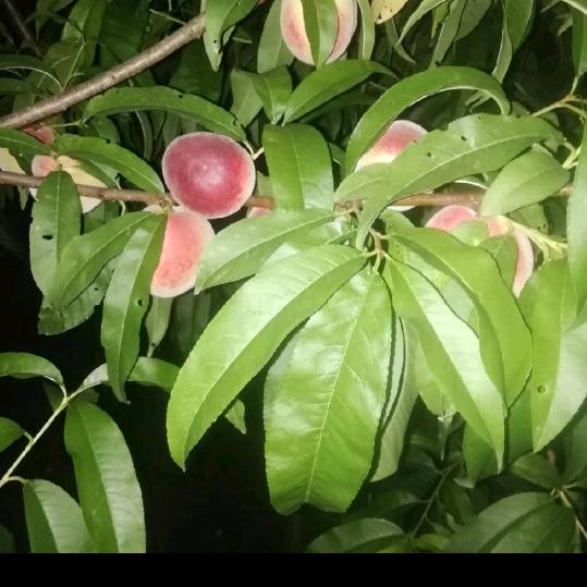 鲜花盛开