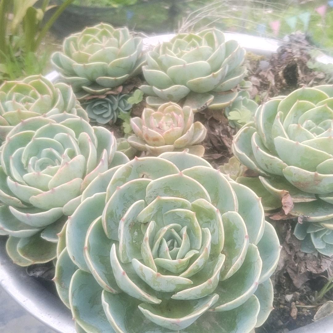 昇羅萬象
