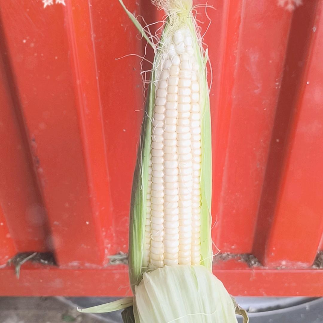 周口西华天峰玉米直销