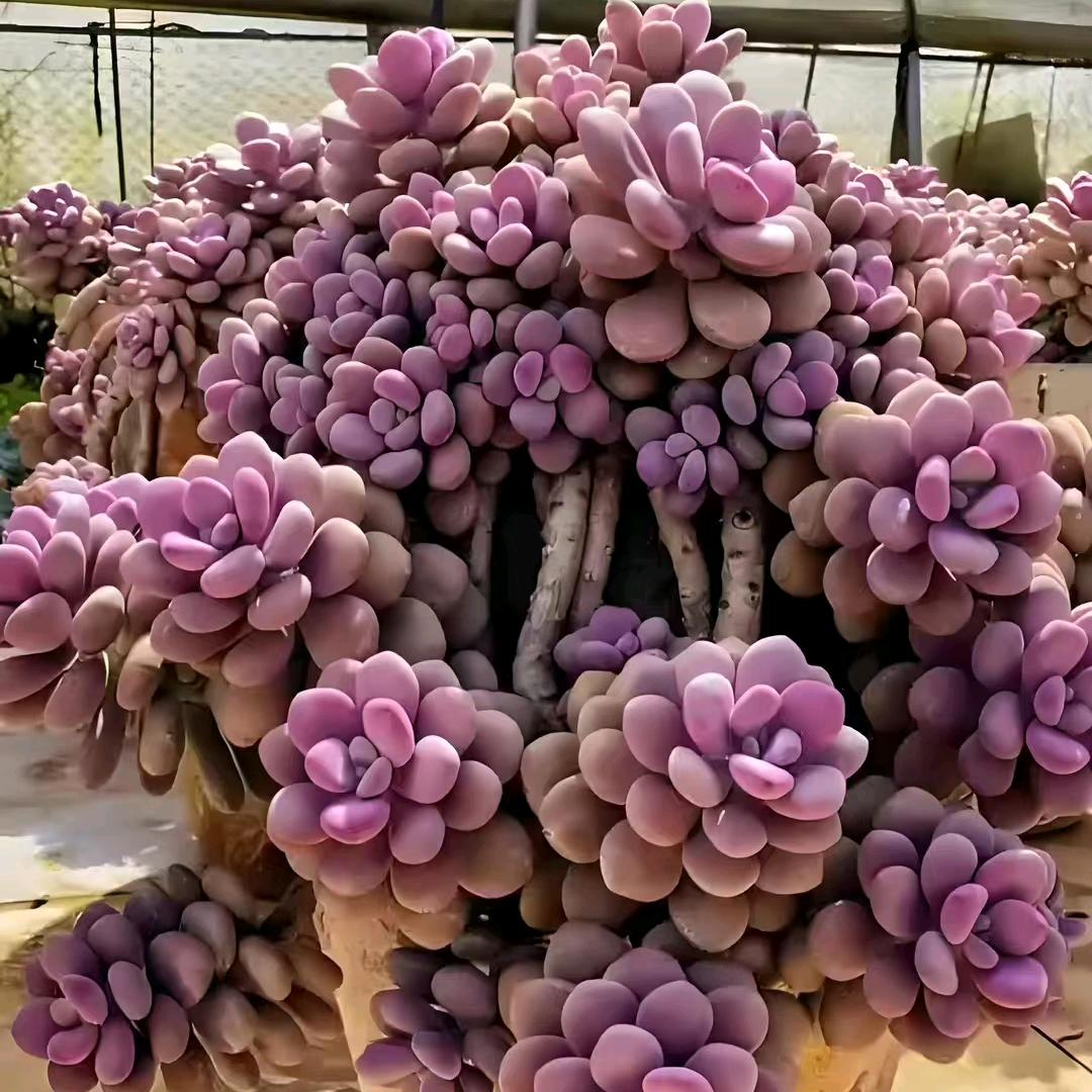 人怕没钱情怕伤