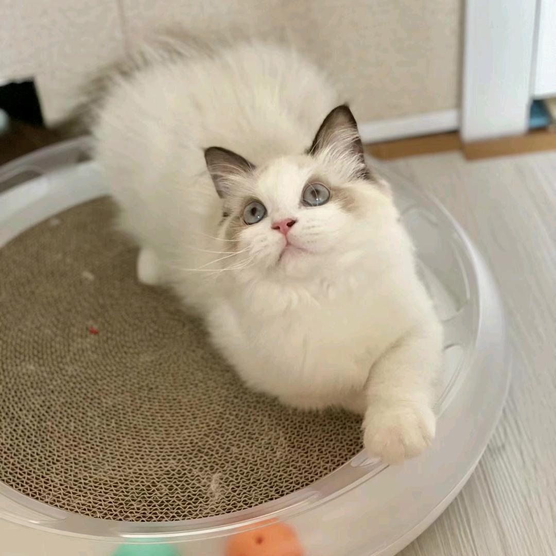 反方向的钟