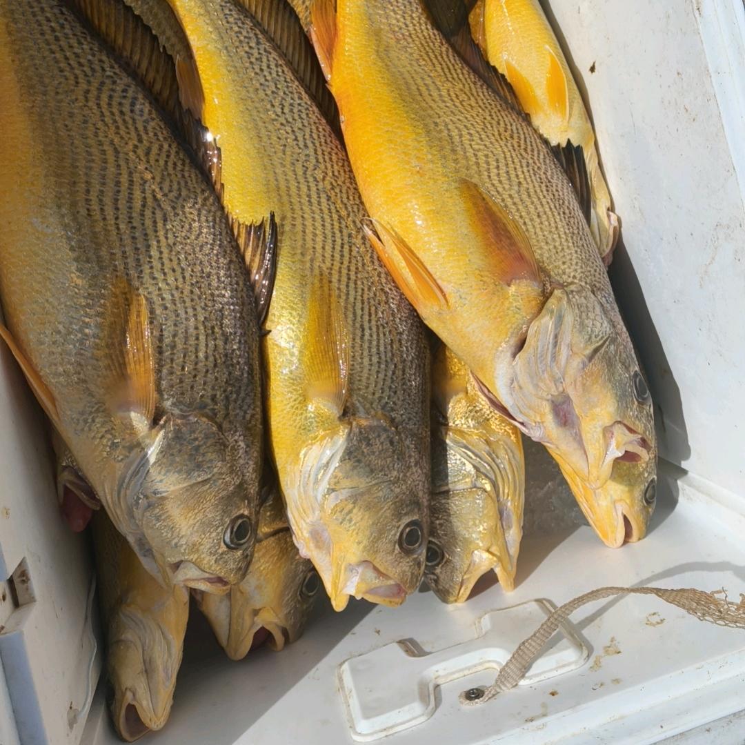 辉哥海钓（船钓黄三）