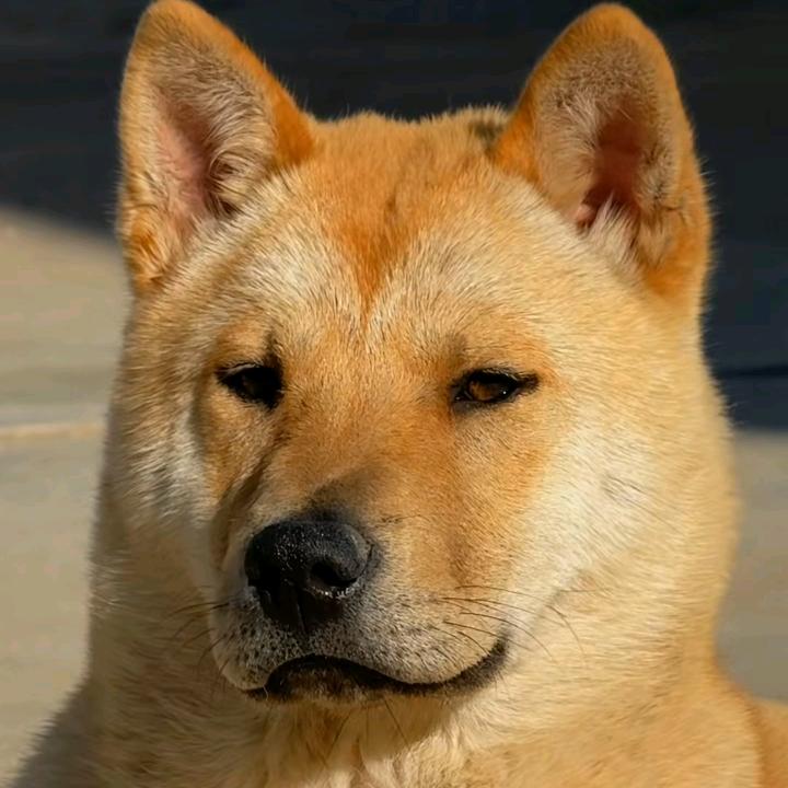 果冻橙