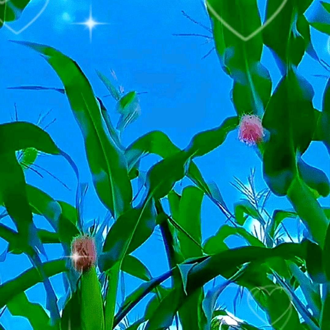紫梅🌸